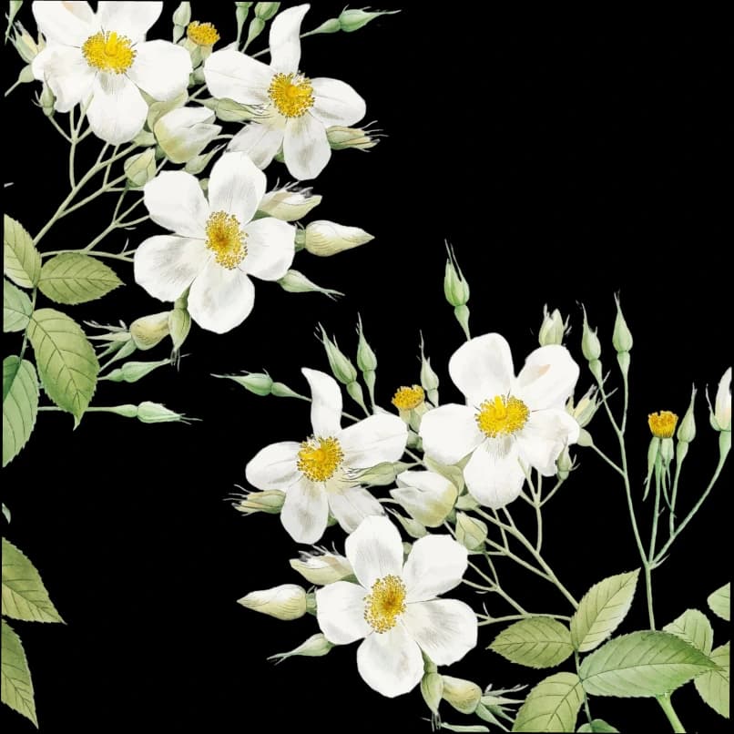 Jasmine Elegance